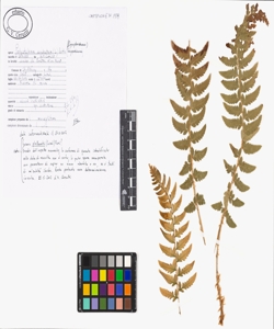 Polystichum aculeatum (L.) Roth