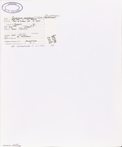 Polystichum aculeatum (L.) Roth