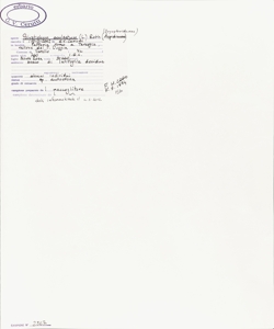 Polystichum aculeatum (L.) Roth