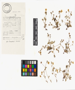 Potentilla tabernaemontani Asch.