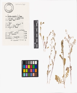 Rorippa palustris (L.) Besser