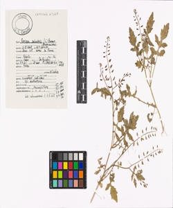 Rorippa palustris (L.) Besser