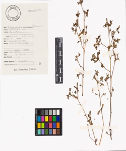 Portulaca oleracea L. subsp. oleracea