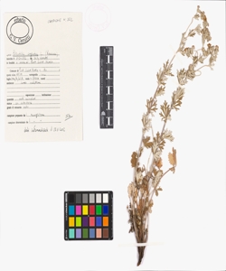 Potentilla argentea L.