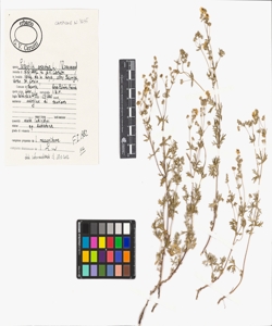 Potentilla argentea L.