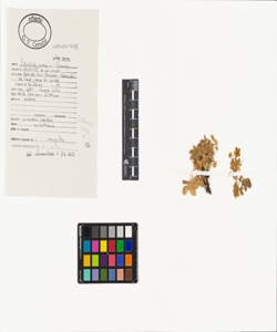 Potentilla aurea L. subsp. aurea