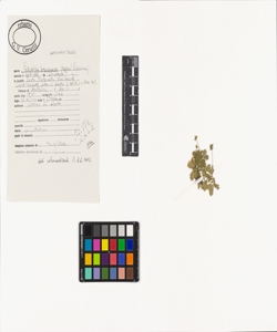 Potentilla brauneana Hoppe