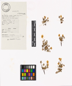 Potentilla crantzii (Crantz) Beck ex Fritsch subsp. crantzii