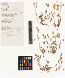 Potentilla crantzii (Crantz) Beck ex Fritsch subsp. crantzii