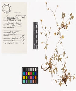 Potentilla crantzii (Crantz) Beck ex Fritsch subsp. crantzii