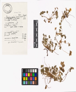 Potentilla crantzii (Crantz) Beck ex Fritsch subsp. crantzii