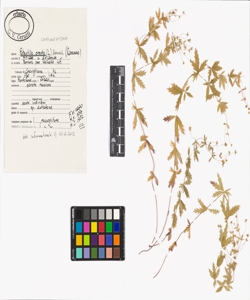 Potentilla erecta (L.) Raeusch.