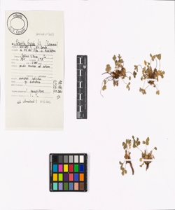 Potentilla frigida Vill.