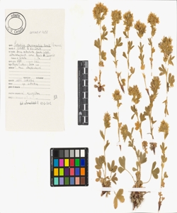 Potentilla grammopetala Moretti