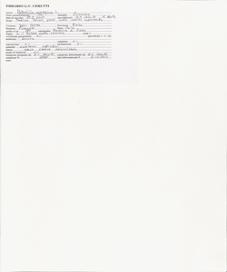 Potentilla norvegica L.