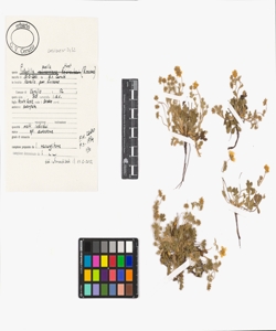 Potentilla pusilla Host