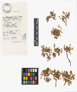 Potentilla pusilla Host