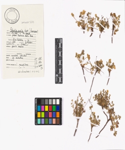 Potentilla pusilla Host