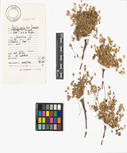 Potentilla pusilla Host