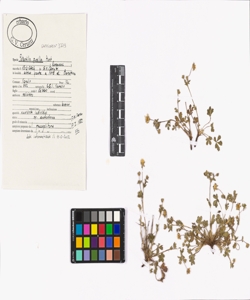 Potentilla pusilla Host