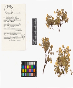 Potentilla pusilla Host