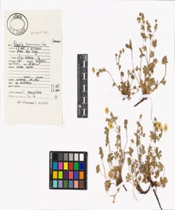 Potentilla tabernaemontani Asch.