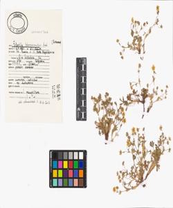 Potentilla tabernaemontani Asch.