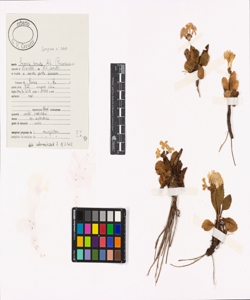 Primula hirsuta All.