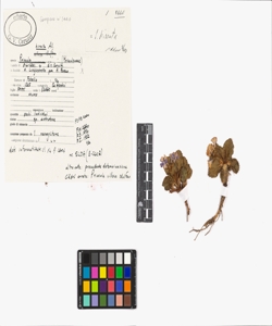 Primula hirsuta All.