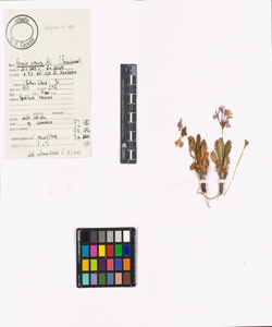 Primula hirsuta All.