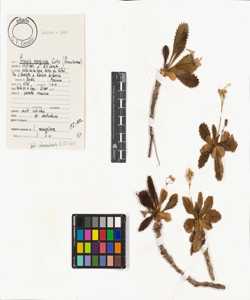 Primula marginata Curtis