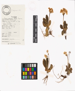 Primula pedemontana Thomas ex Gaudin
