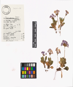 Primula pedemontana Thomas ex Gaudin