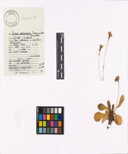 Primula pedemontana Thomas ex Gaudin