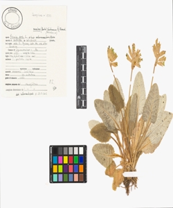 Primula veris L. subsp. suaveolens (Bertol.) Gutermann & Ehrend.