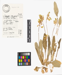 Primula veris L. subsp. suaveolens (Bertol.) Gutermann & Ehrend.