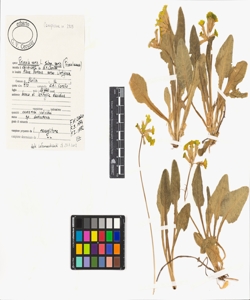 Primula veris L. subsp. veris