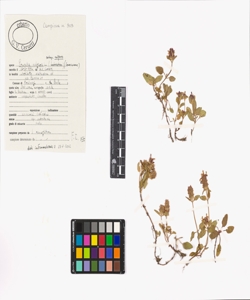 Prunella vulgaris L. subsp. vulgaris