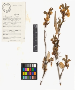 Prunus avium L. subsp. avium