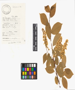 Prunus padus L. subsp. padus