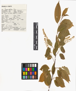 Prunus serotina Ehrh.