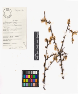 Prunus spinosa L. subsp. spinosa