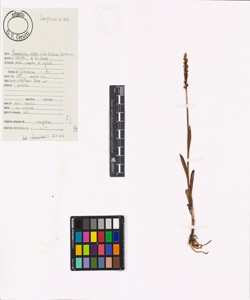 Pseudorchis albida (L.) A. & D. Love