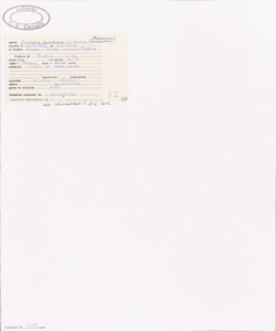 Pulicaria dysenterica (L.) Bernh.