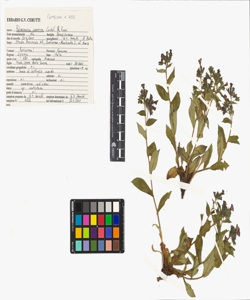 Pulmonaria apennina Cristof. & Puppi