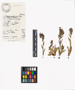 Pulmonaria australis (Murr) W. Sauer