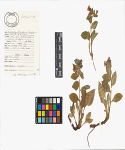 Pulmonaria officinalis L.