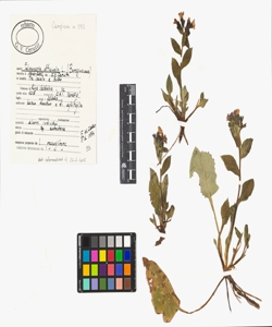 Pulmonaria officinalis L.