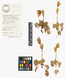 Pulsatilla vernalis (L.) Mill.