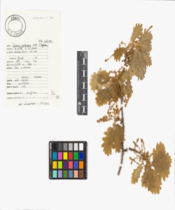 Quercus pubescens Willd. subsp. pubescens